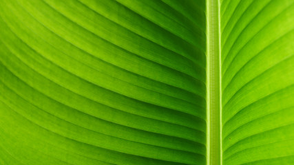 Green banana leaves texture of nature for background
