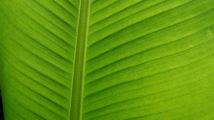 Green banana leaves texture of nature for background