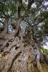 Millennial olive in the medieval village .Roquebrune-Cap-Martin. French Riviera. Cote d'Azur.