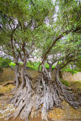 Fototapeta na wymiar Millennial olive in the medieval village .Roquebrune-Cap-Martin. French Riviera. Cote d'Azur.