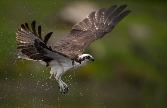 Osprey Catching a Fish