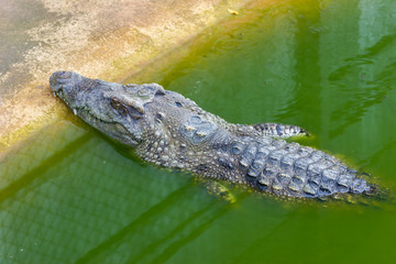 Crocodile Farm In Thailand