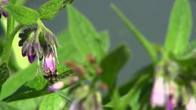 Red-belted bumble bee feeds inside purple flower before flying away. Second bee appears briefly. Recorded in slow motion.