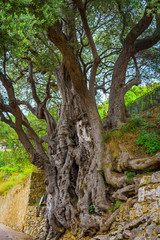 Millennial olive in the medieval village .Roquebrune-Cap-Martin. French Riviera. Cote d'Azur.