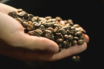  pile of freshly roasted coffee beans held in a hand