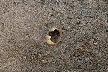 Sandpiper Egg Shell