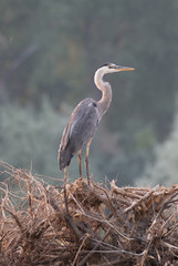 Close Up of a Great Blue Heron on a Pile of Branches photographed with a shallow depth of field.