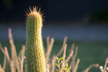 green cactus in sunlight