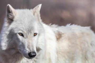 Papier Peint photo Loup White Arctic wolf (Canis lupus arctosportrait) has beautiful golden eyes