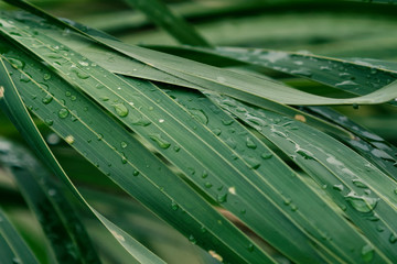 Rain drop on tropical palm leaf