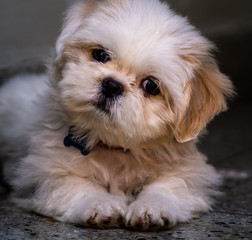 CACHORRO SHIH-TZU