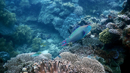Parrotfish in Deep Water