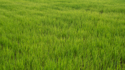Background from a green rice field in Thailand