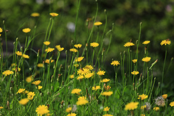 Dandelion garden  in wind