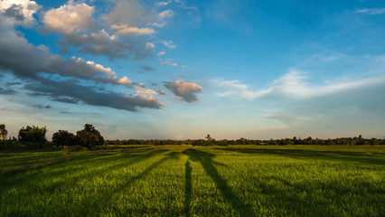 Obraz premium Lush green rice field blue sky and clouds