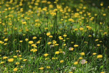 Dandelion garden  in wind
