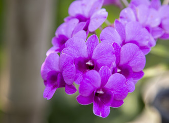 Obraz premium Purple orchid flower