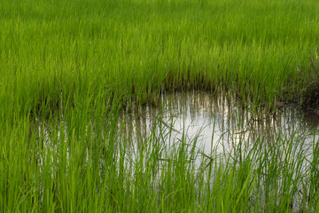 Rice field reflected in the water
