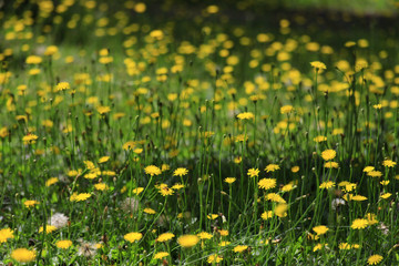 Dandelion garden  in wind