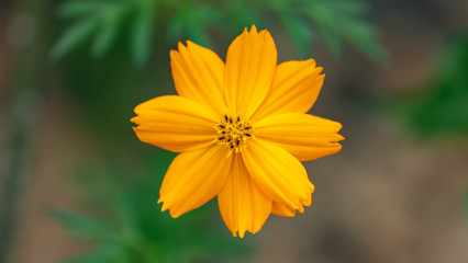 Yellow Flower