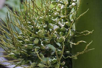 Young betel fruit on betel tree