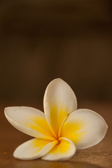 Frangipani on wood table (3)