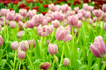 Fototapeta premium Pink Tulip Growing in indoor garden.