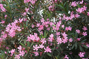 Nerium oleander many pink flowers