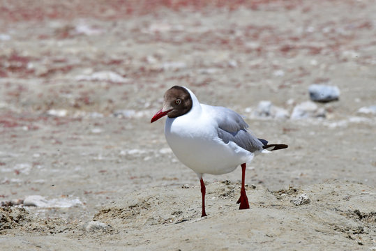 Brown-headed gull (Chroicocephalus brunnicephalus) on the shore of lake Manasarovar. Tibet