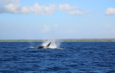 Jumping whale - Maui, Hawaii