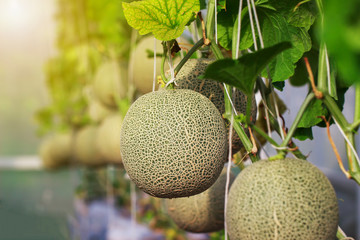 Japanese Cantaloupe Melon farm