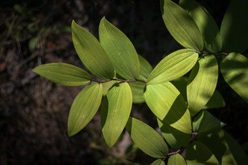 Backlit leaves of Solomon's seal (Polygonatum odoratum) plant growing in a forest, summer day