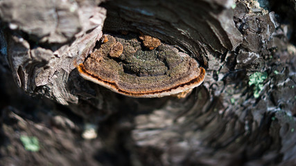 Closeup of Stem Decay Fungus (Fomitopsis pinicola) or red belt conk on a pine tree bark with spider web and green moss around