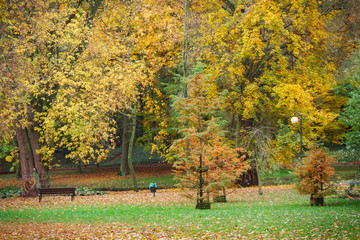 Autumnal park with colorful leaves