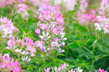 Beautiful Cleome spinosa or Spider flower in the garden