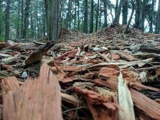 Bosque de la Hoja 3