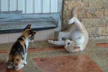cat upside down © Touch1976