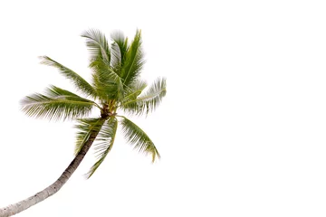 Poster Coconut palm tree isolated on white background. © bignai