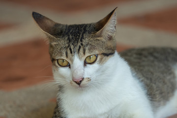 face of the gray and white tabby cat