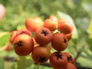 detail of an autumn orange berry