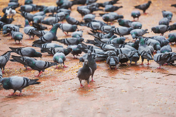 Obraz premium Pigeons Eating Corns at the Temple