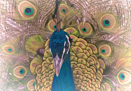 Fototapeta Bright background with a portrait of a peacock on the background of tail feathers.