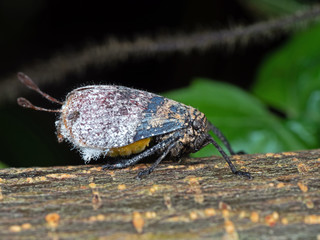 Macro Photo of Leafhopper on Tree Branch