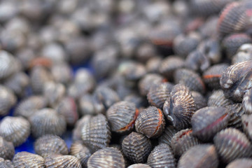fresh cockle in the market.