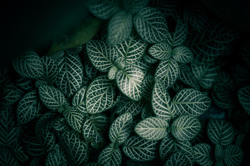 Fototapeta na wymiar Tropical leaf texture