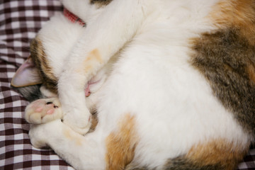 Fototapeta na wymiar cute calico cat sleeping peacefully
