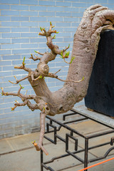 bonsai tree in flower pot