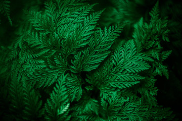 Tropical leaf texture