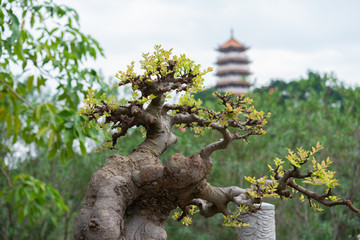 Fototapeta premium bonsai tree in flower pot with oriental background