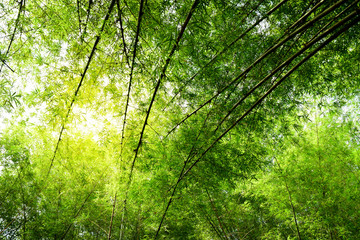 Fototapeta na wymiar Closeup bamboo for background